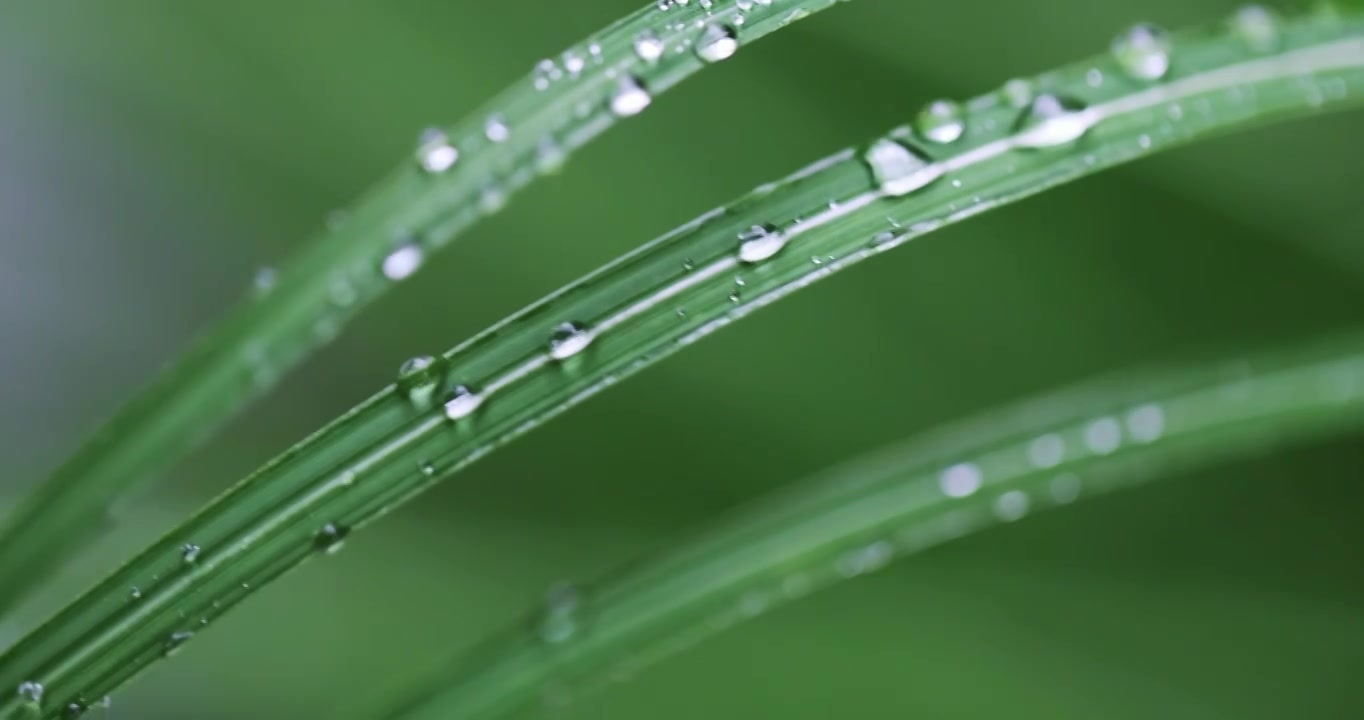 春雨润万物雨水雨滴水珠绿叶随风摇曳清新唯美视频素材