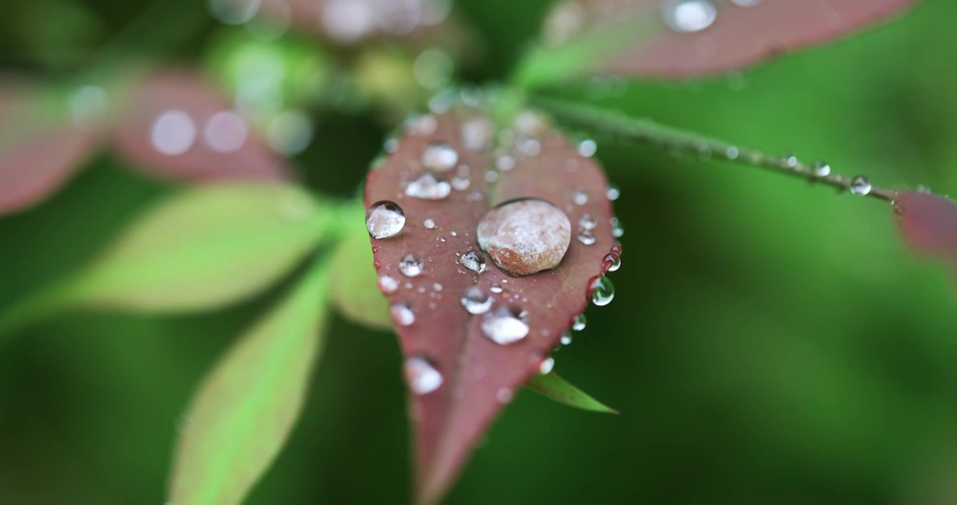 春雨润万物雨水雨滴水珠绿叶随风摇曳清新唯美视频素材