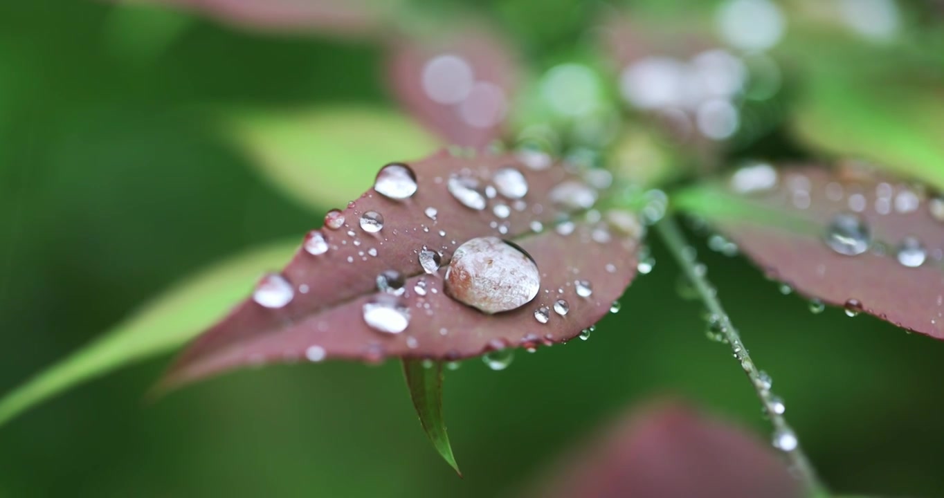 春雨润万物雨水雨滴水珠绿叶随风摇曳清新唯美视频素材