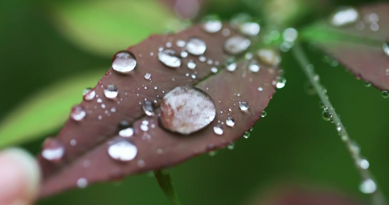 手触碰叶子雨滴滑落慢镜头视频素材