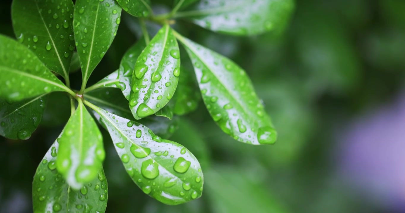 春雨润万物雨水雨滴水珠绿叶随风摇曳清新唯美视频素材