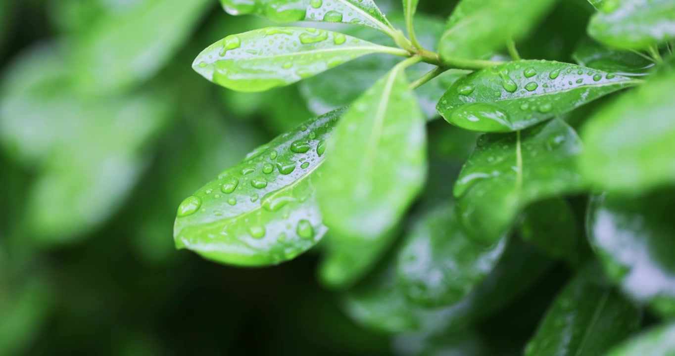 春雨润万物雨水雨滴水珠绿叶随风摇曳清新唯美视频素材