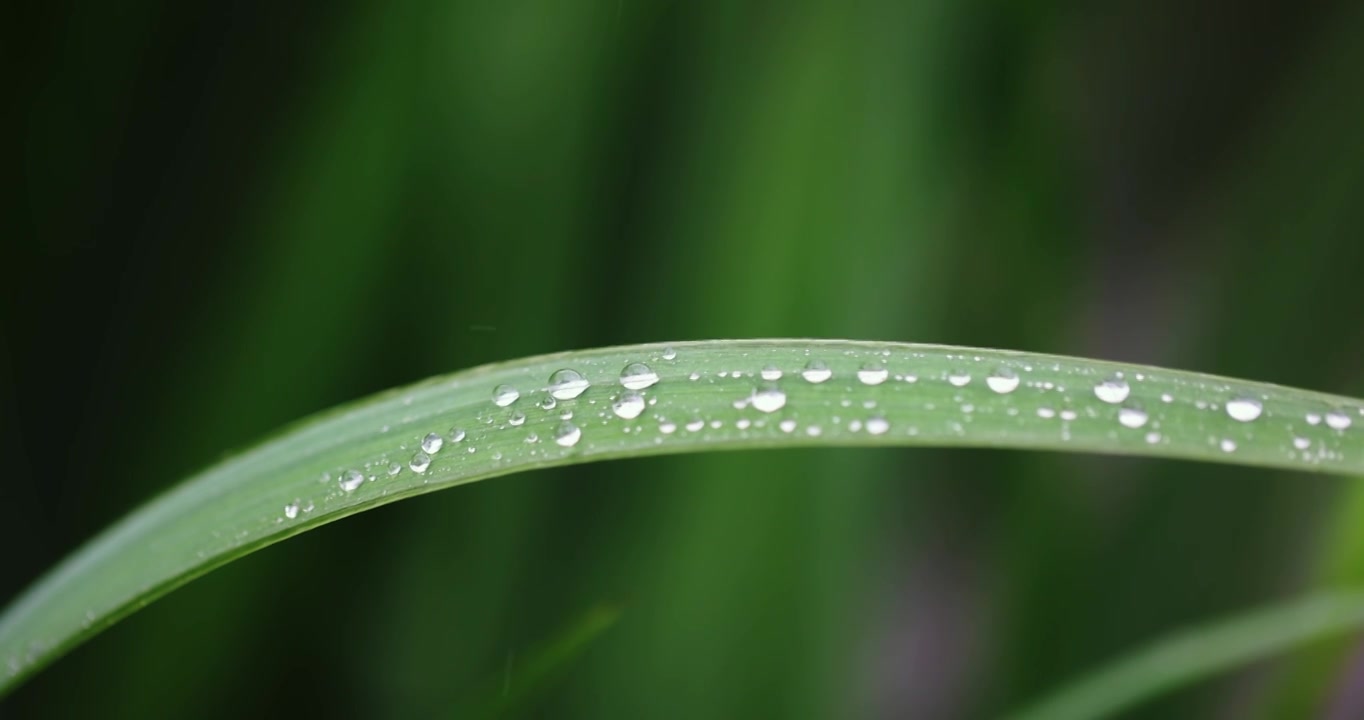 春雨润万物雨水雨滴水珠绿叶随风摇曳清新唯美视频素材