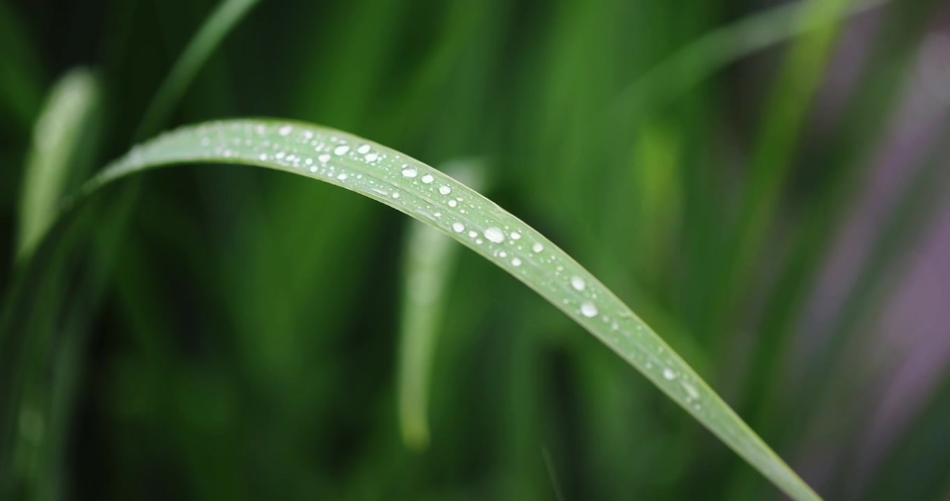 春雨润万物雨水雨滴水珠绿叶随风摇曳清新唯美视频素材