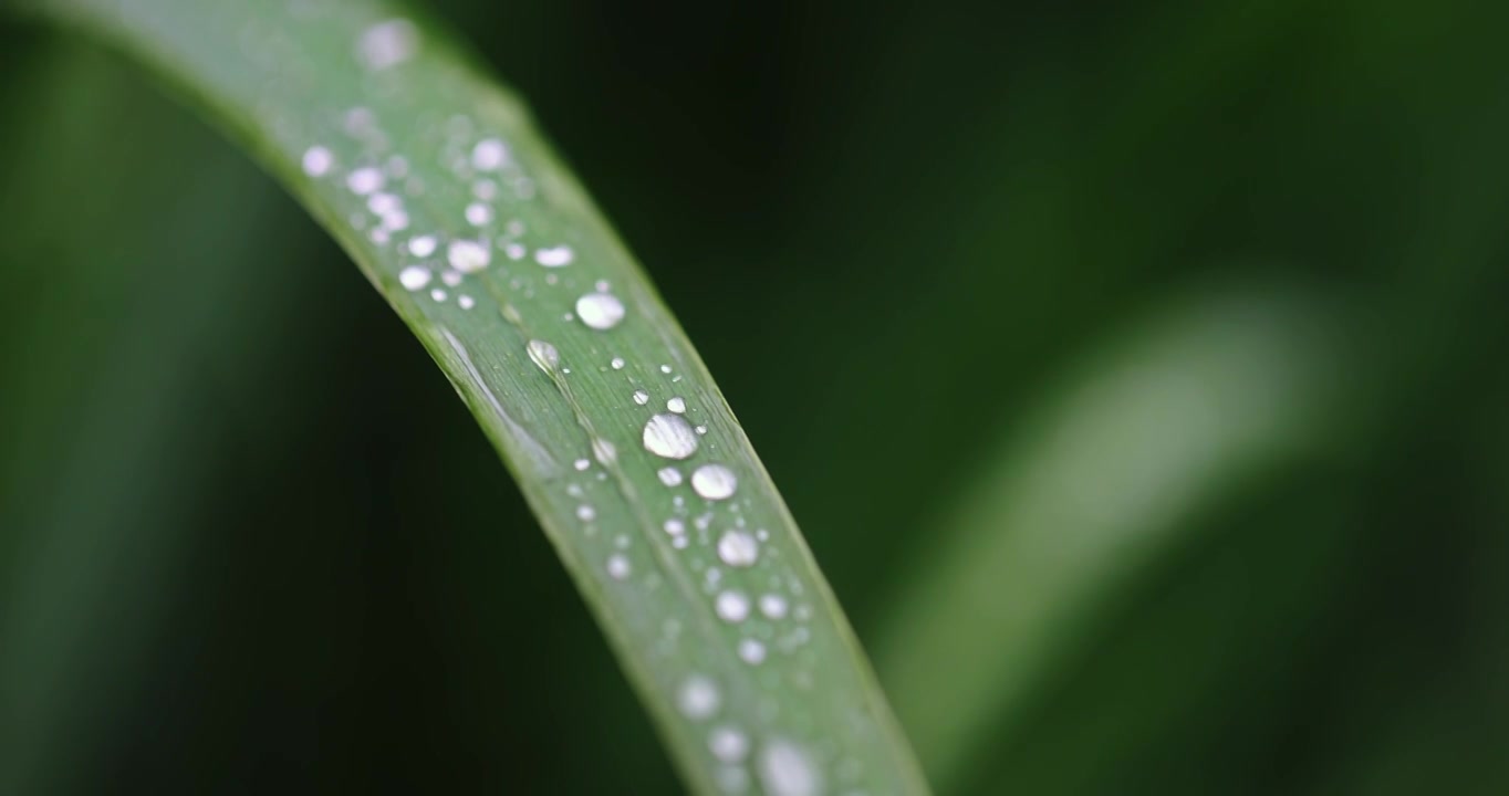 春雨润万物雨水雨滴水珠绿叶随风摇曳清新唯美视频素材