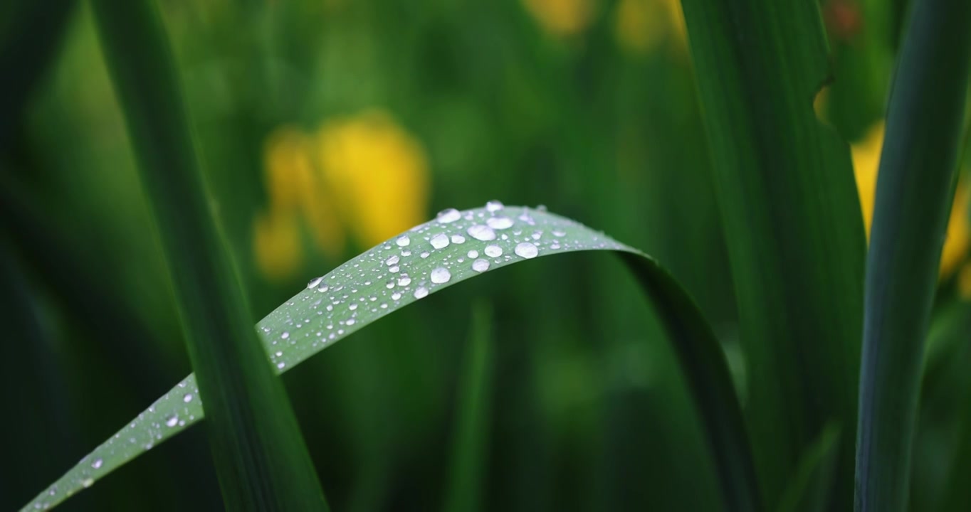 春雨润万物雨水雨滴水珠绿叶随风摇曳清新唯美视频素材