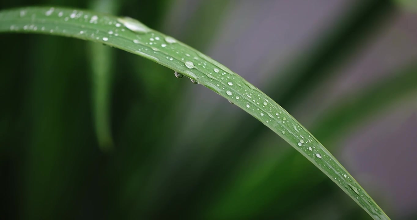 春雨润万物雨水雨滴水珠绿叶随风摇曳清新唯美视频素材