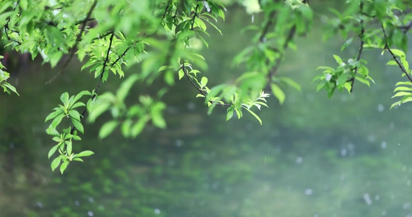 大雨雨水雨滴湖面波纹绿叶清新唯美意境视频下载