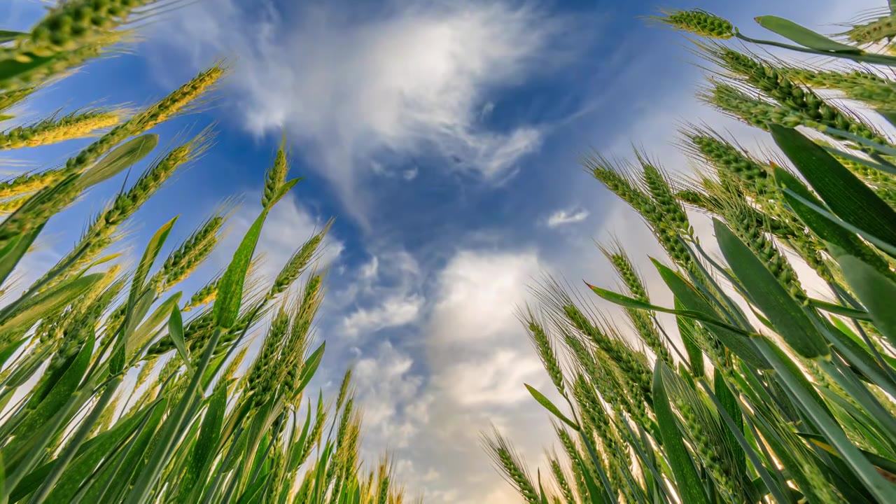 仰拍 麦穗麦田和天空 蓝天白云的延时视频素材