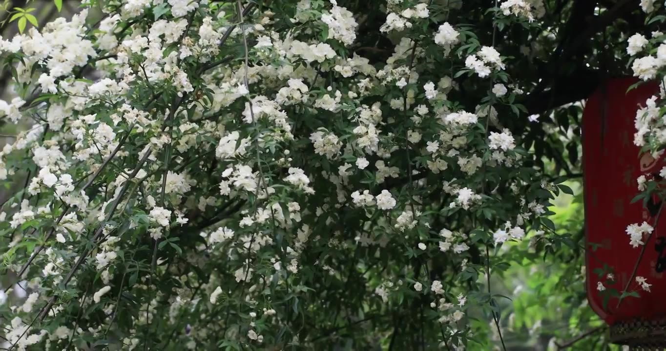 春天古城唯美木香花盛开 苏州平江路春意慢生活视频素材