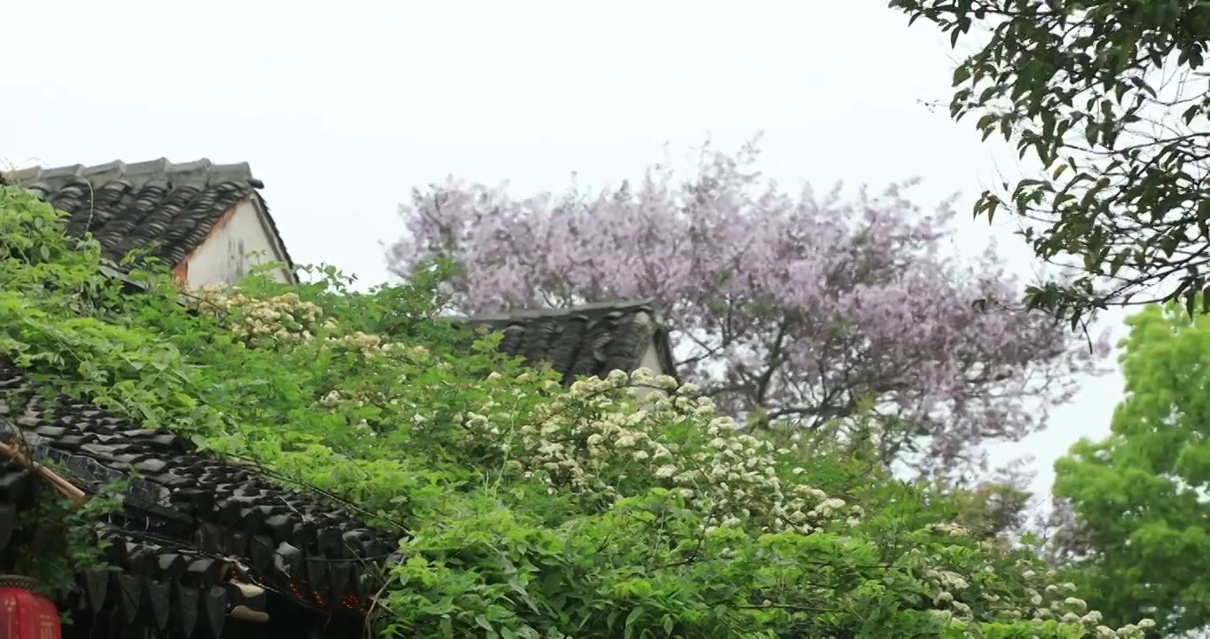 春天古城唯美木香花盛开 苏州平江路春意慢生活视频素材