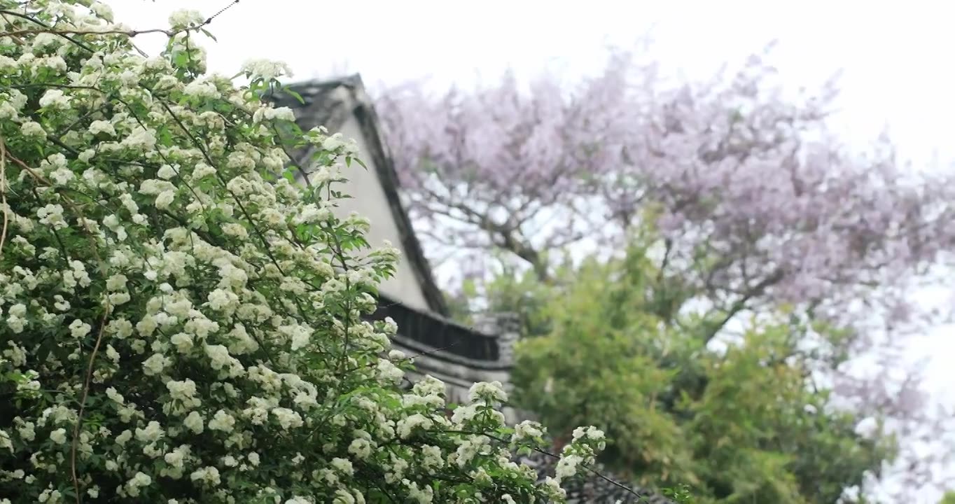 春天古城唯美木香花盛开 苏州平江路春意慢生活视频素材