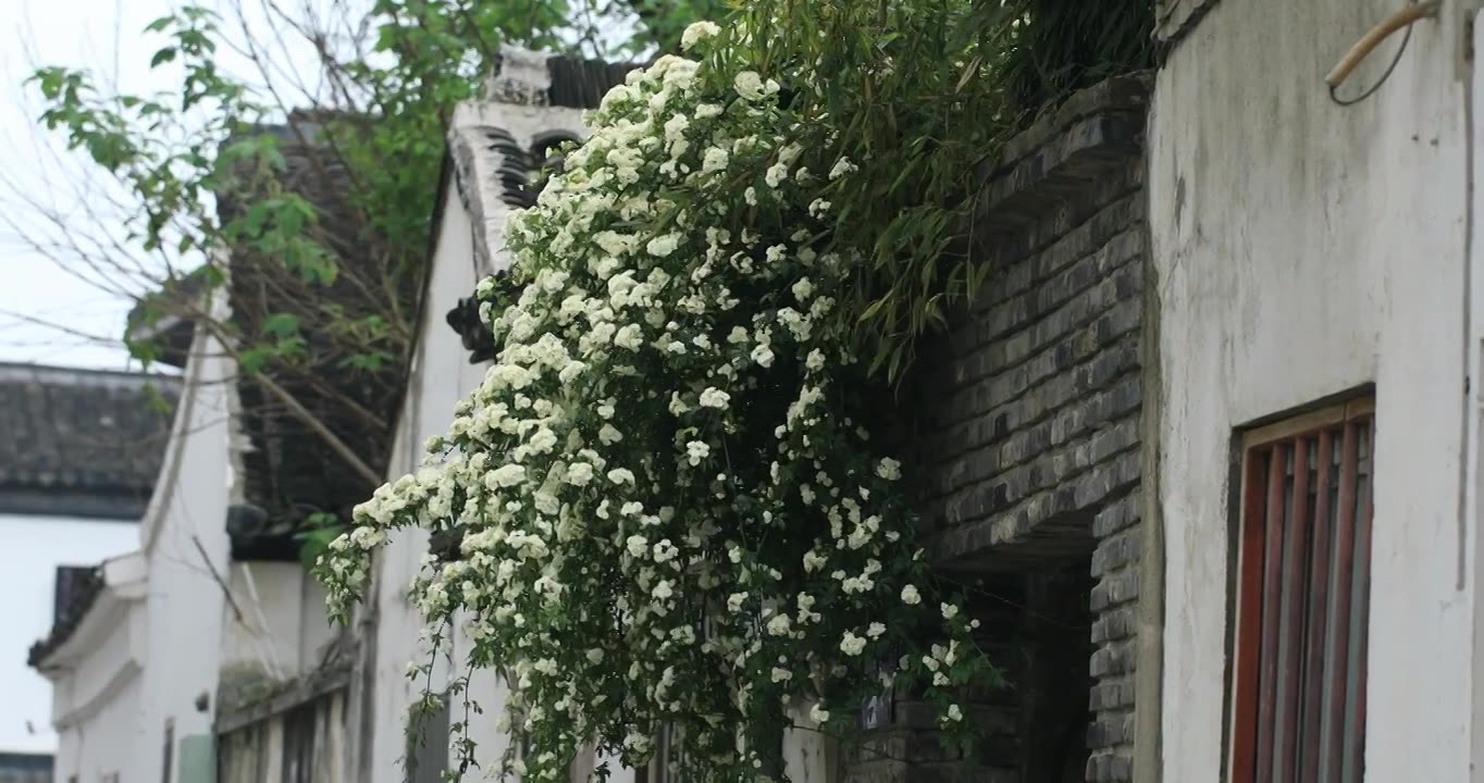 春天古城唯美木香花盛开 苏州平江路春意慢生活视频素材