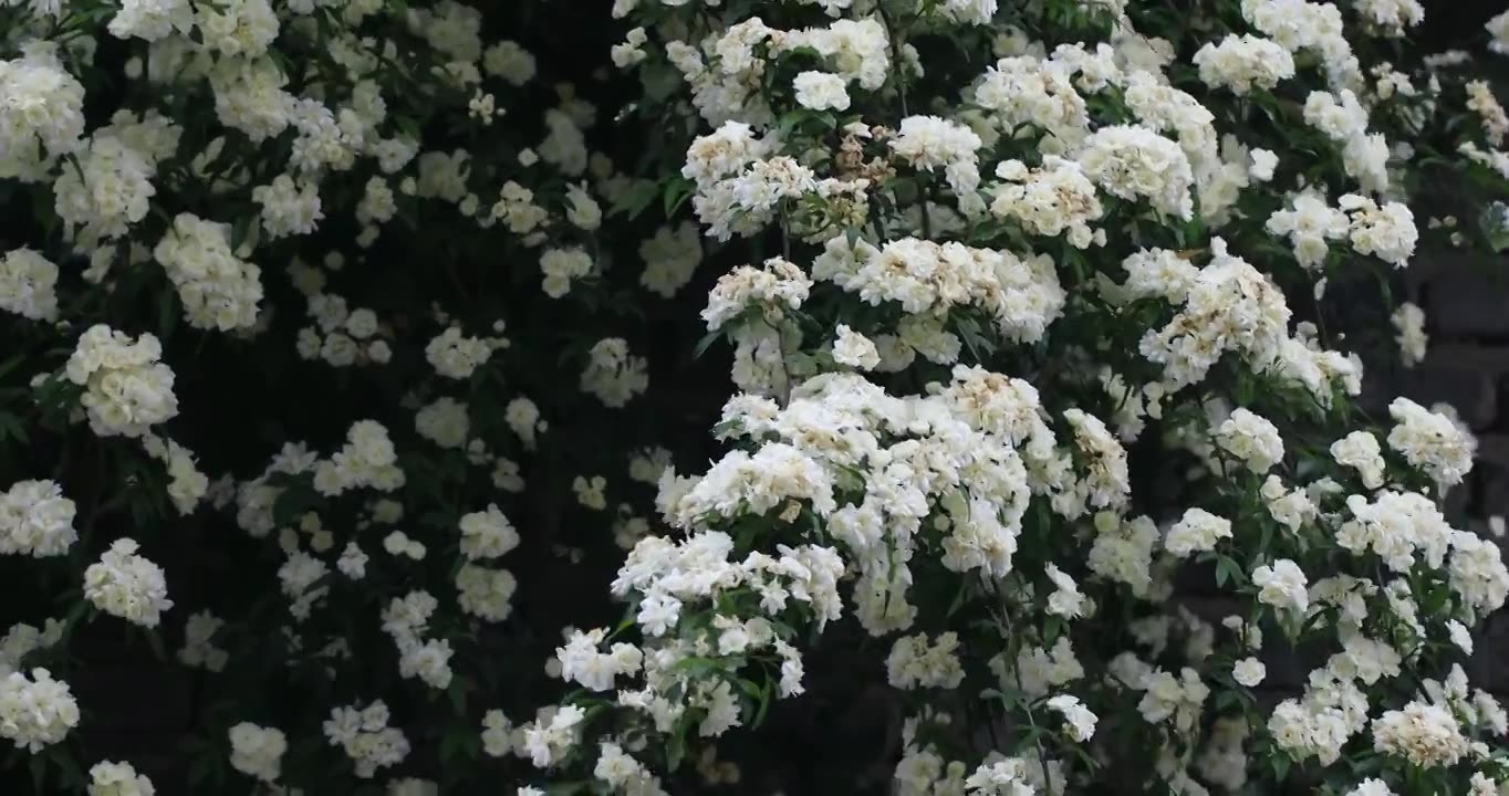 春天古城唯美木香花盛开 苏州平江路春意慢生活视频素材