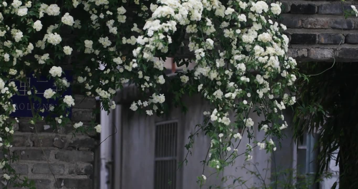 春天古城唯美木香花盛开 苏州平江路春意慢生活视频素材