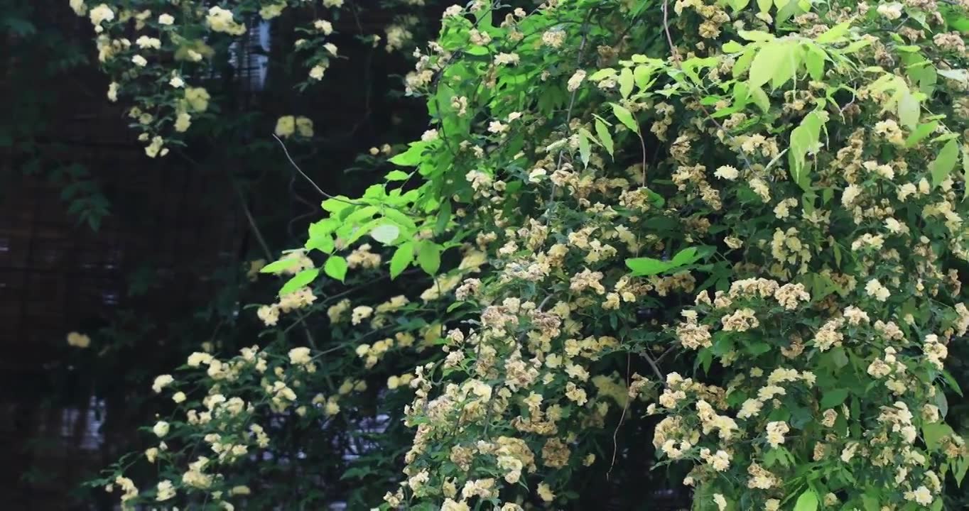 春天古城唯美木香花盛开 苏州平江路春意慢生活视频素材