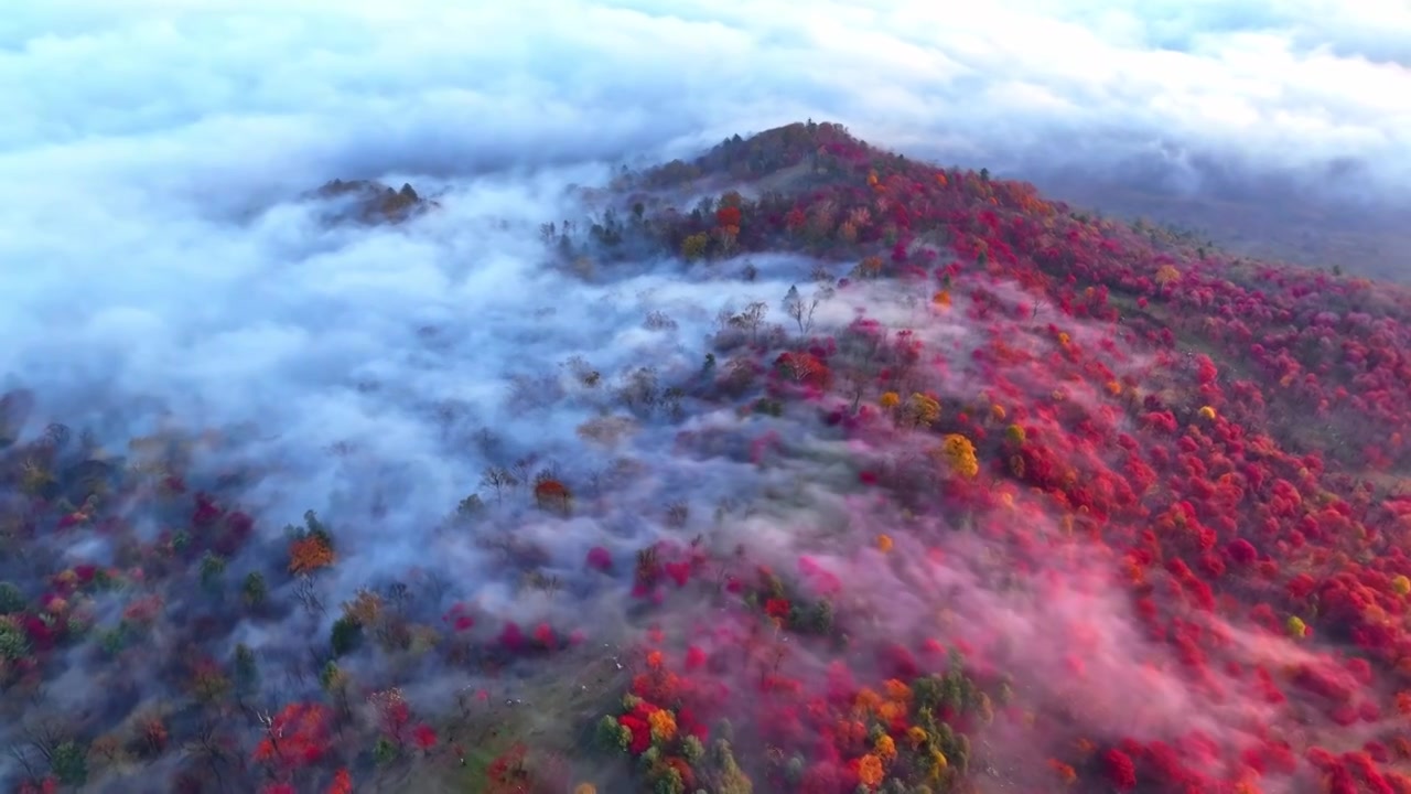 东北五花山秋天日出云海五彩缤纷大气风景视频素材