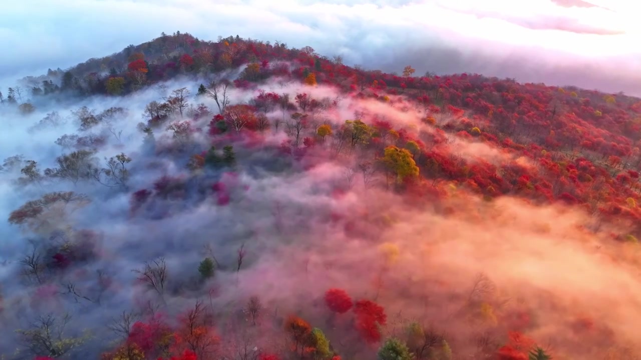 东北五花山秋天日出云海五彩缤纷大气风景视频下载