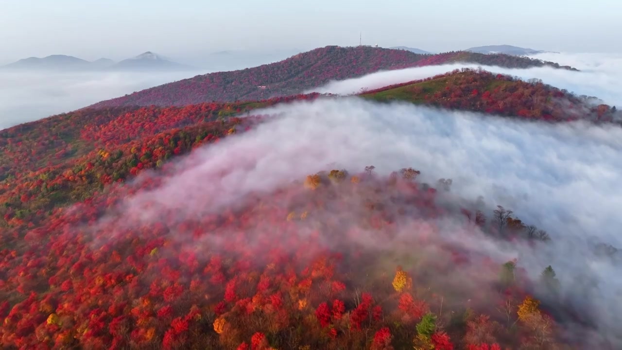 东北五花山秋天日出云海五彩缤纷大气风景视频素材