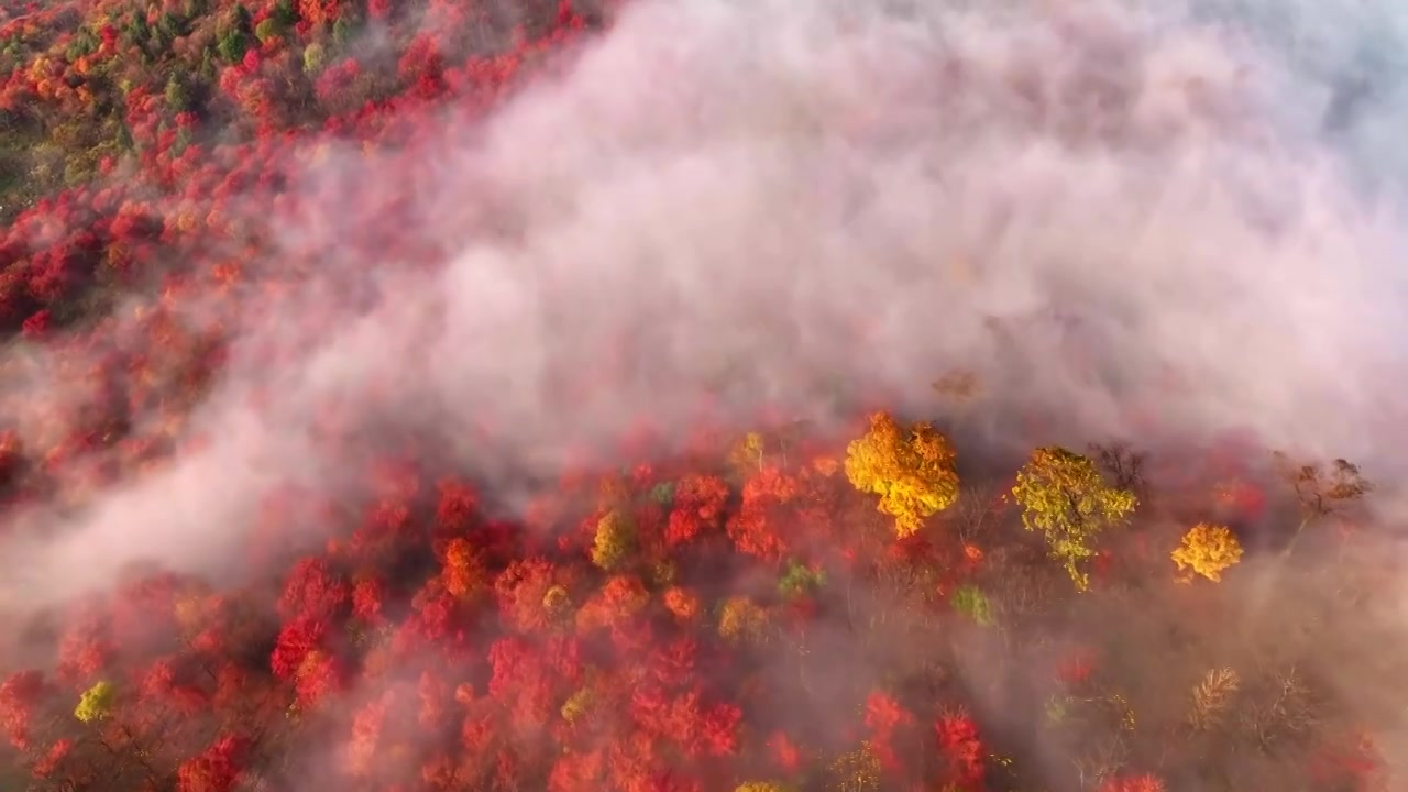 东北五花山秋天日出云海五彩缤纷大气风景视频素材