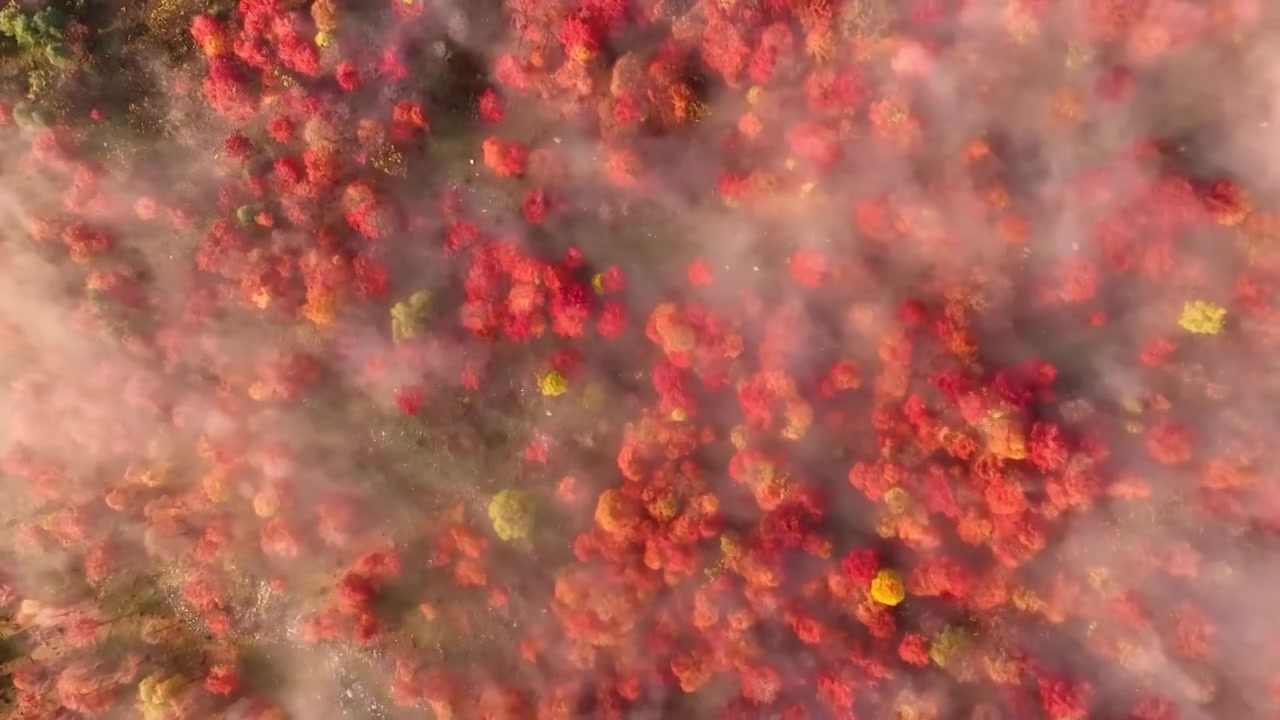 东北五花山秋天日出云海五彩缤纷大气风景视频素材