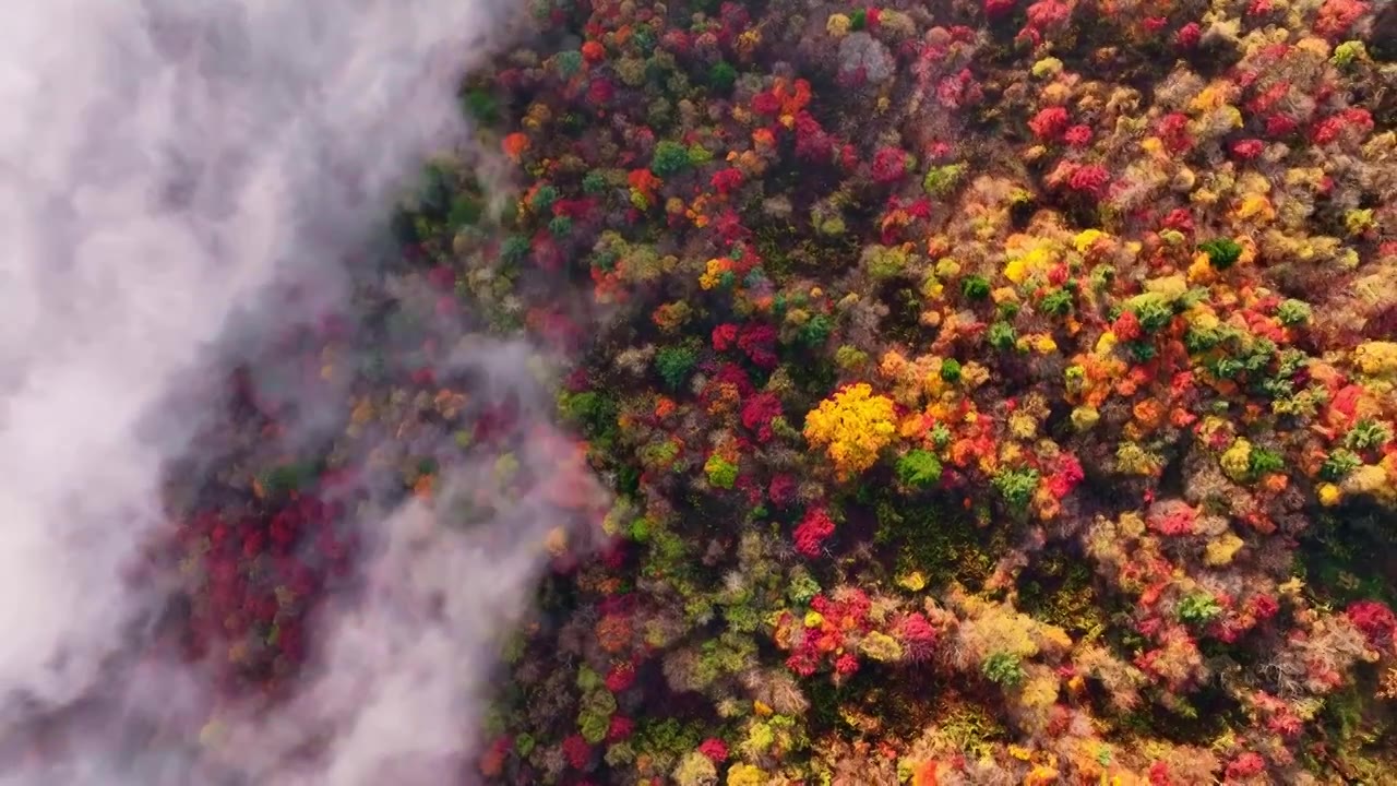 东北五花山秋天日出云海五彩缤纷大气风景视频素材