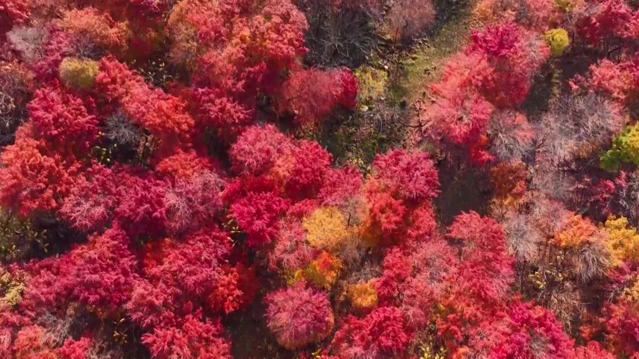 东北五花山秋天日出云海五彩缤纷大气风景视频素材