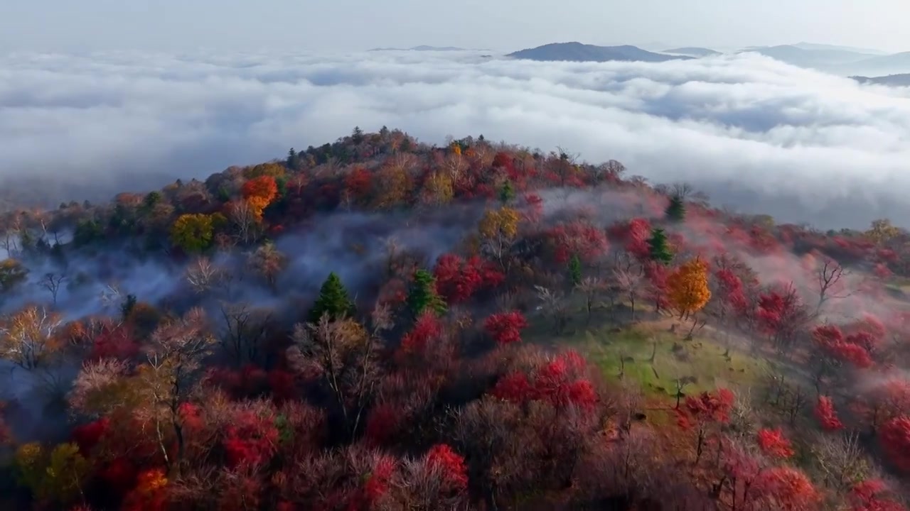 东北五花山秋天日出云海五彩缤纷大气风景视频素材