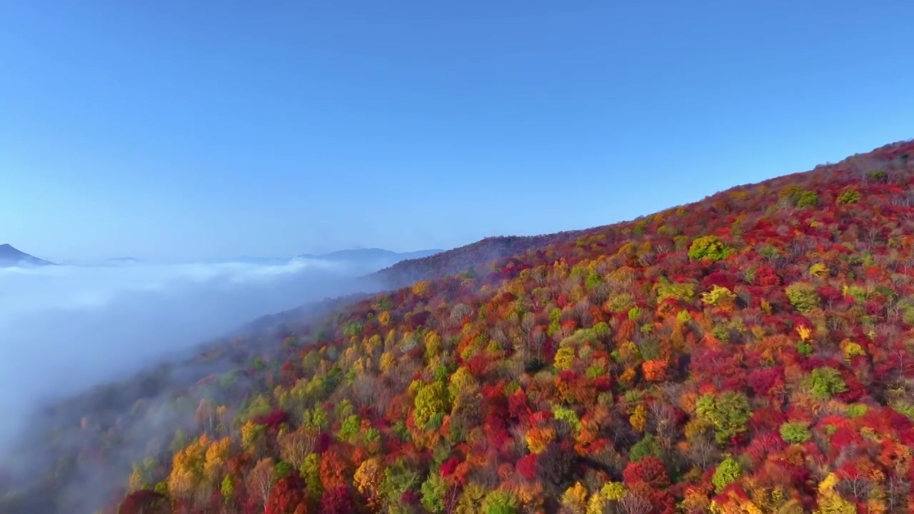 东北五花山秋天日出云海五彩缤纷大气风景视频素材