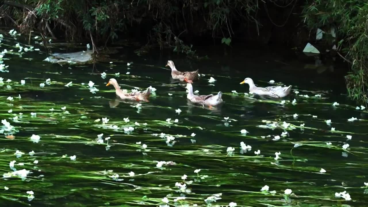 鸭子河流海菜花视频下载