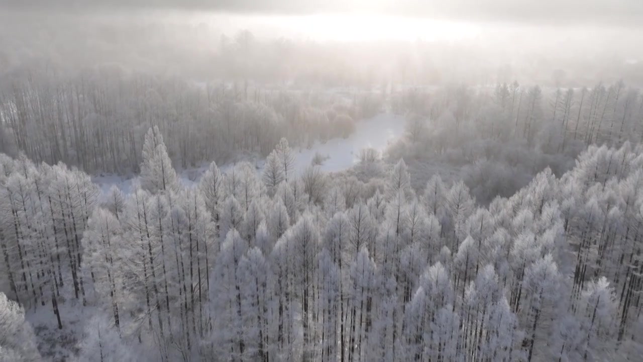 曙光照耀冻雾迷漫的林海雪原视频素材