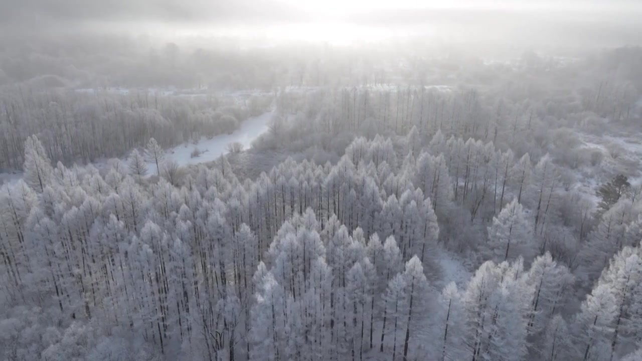 曙光照耀冻雾迷漫的林海雪原视频素材