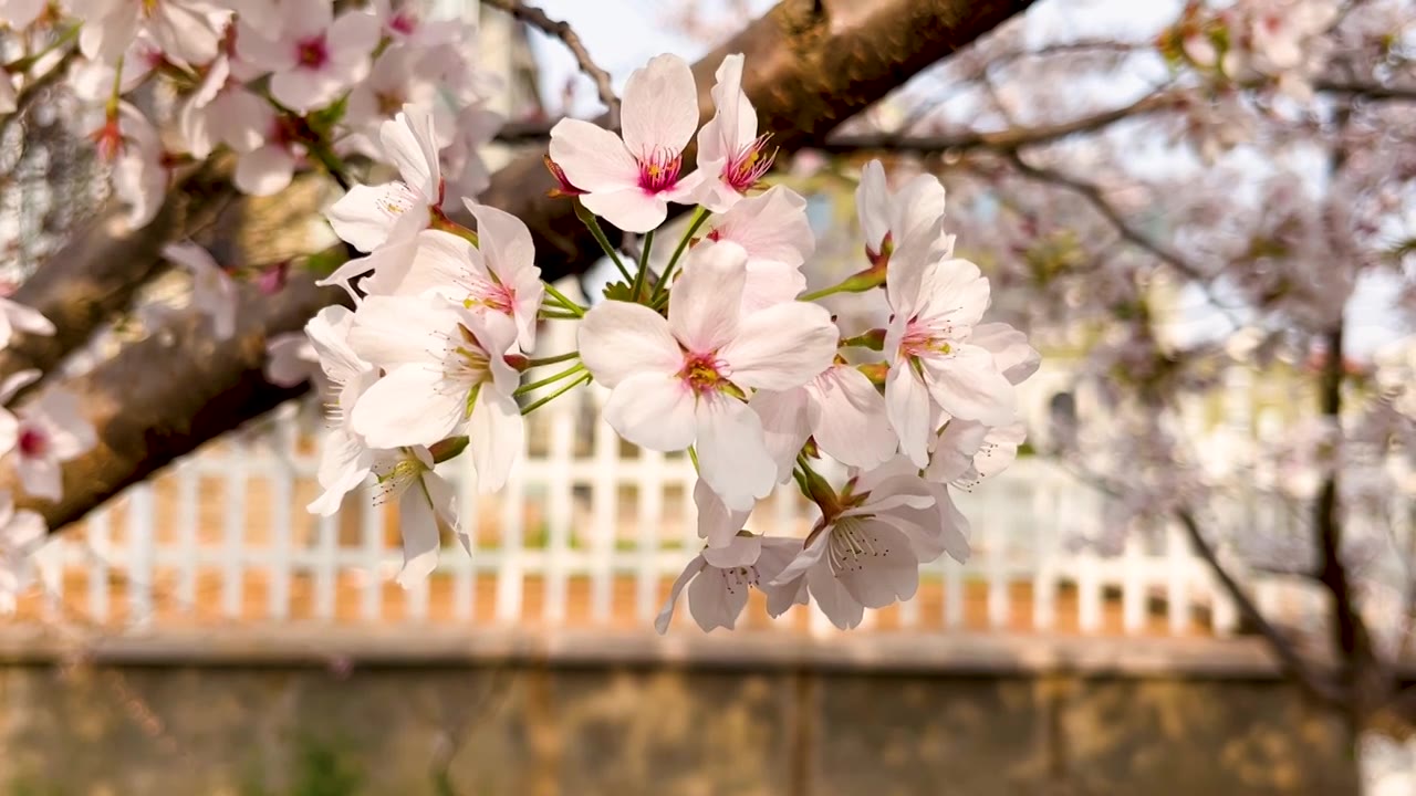 春天绽放的白色日本樱花视频素材