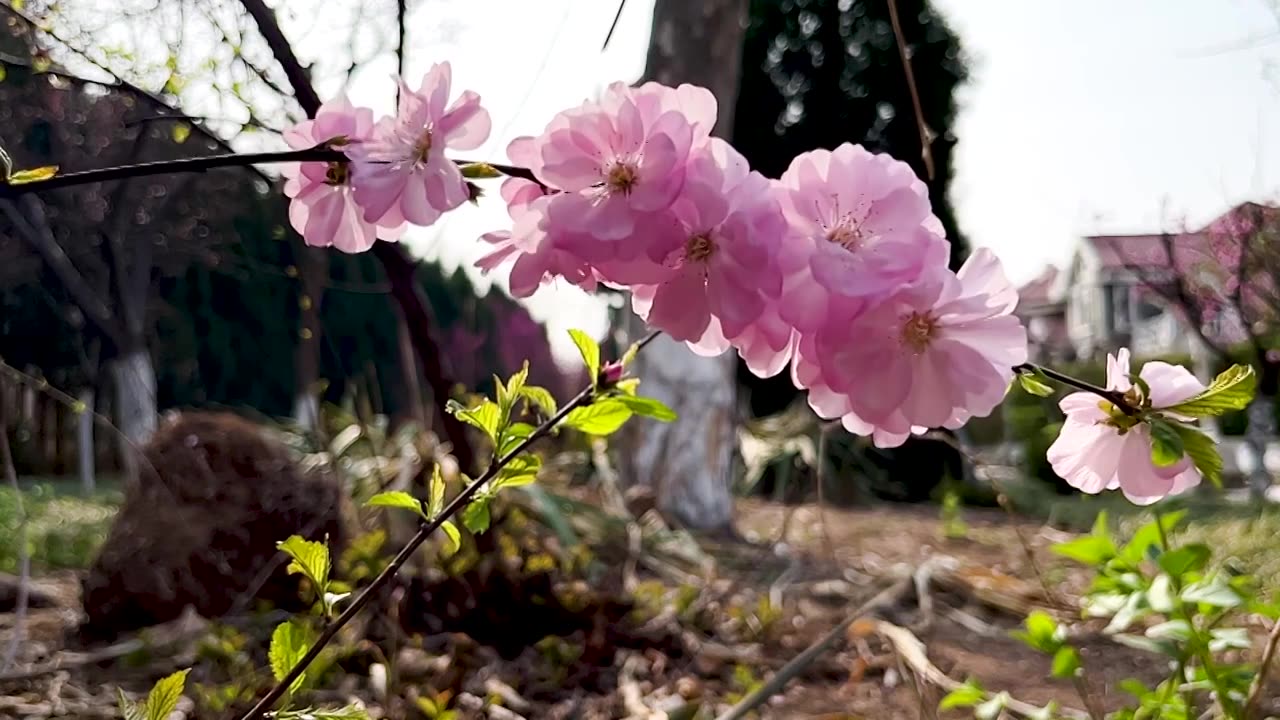 花朵随风摆动慢镜视频素材