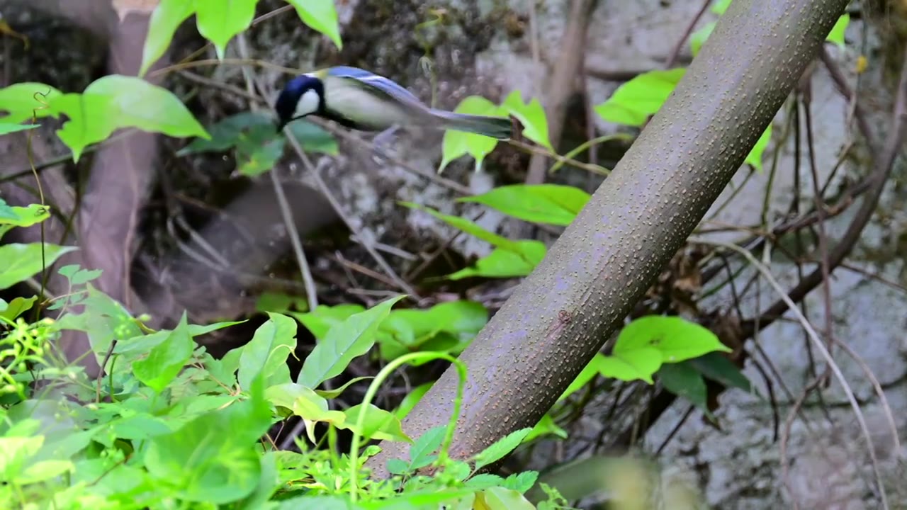 大山雀视频素材