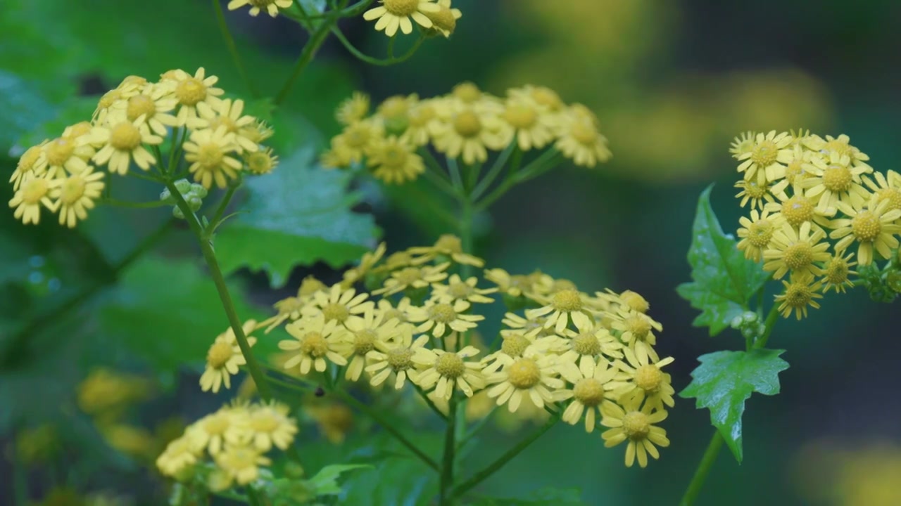 谷雨时节雨滴花朵视频素材