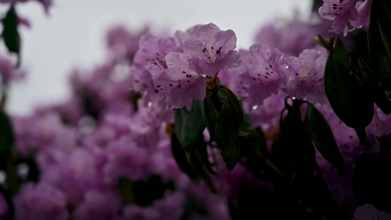 兰坪104杜鹃花花海草甸风光视频素材