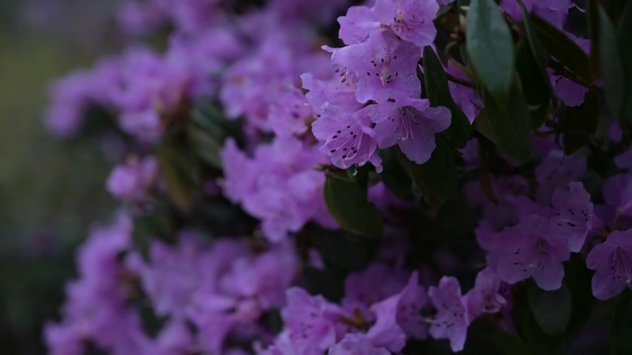 兰坪104杜鹃花花海草甸风光视频素材