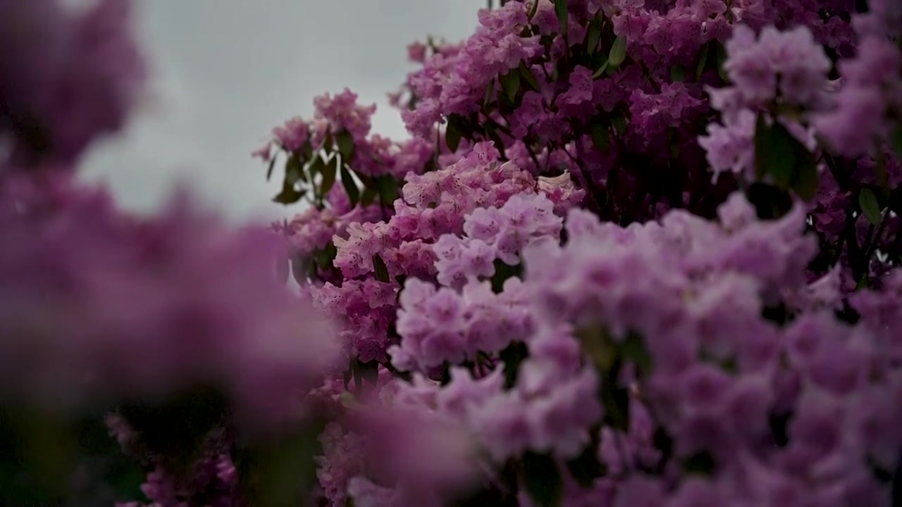 兰坪104杜鹃花花海草甸风光视频素材