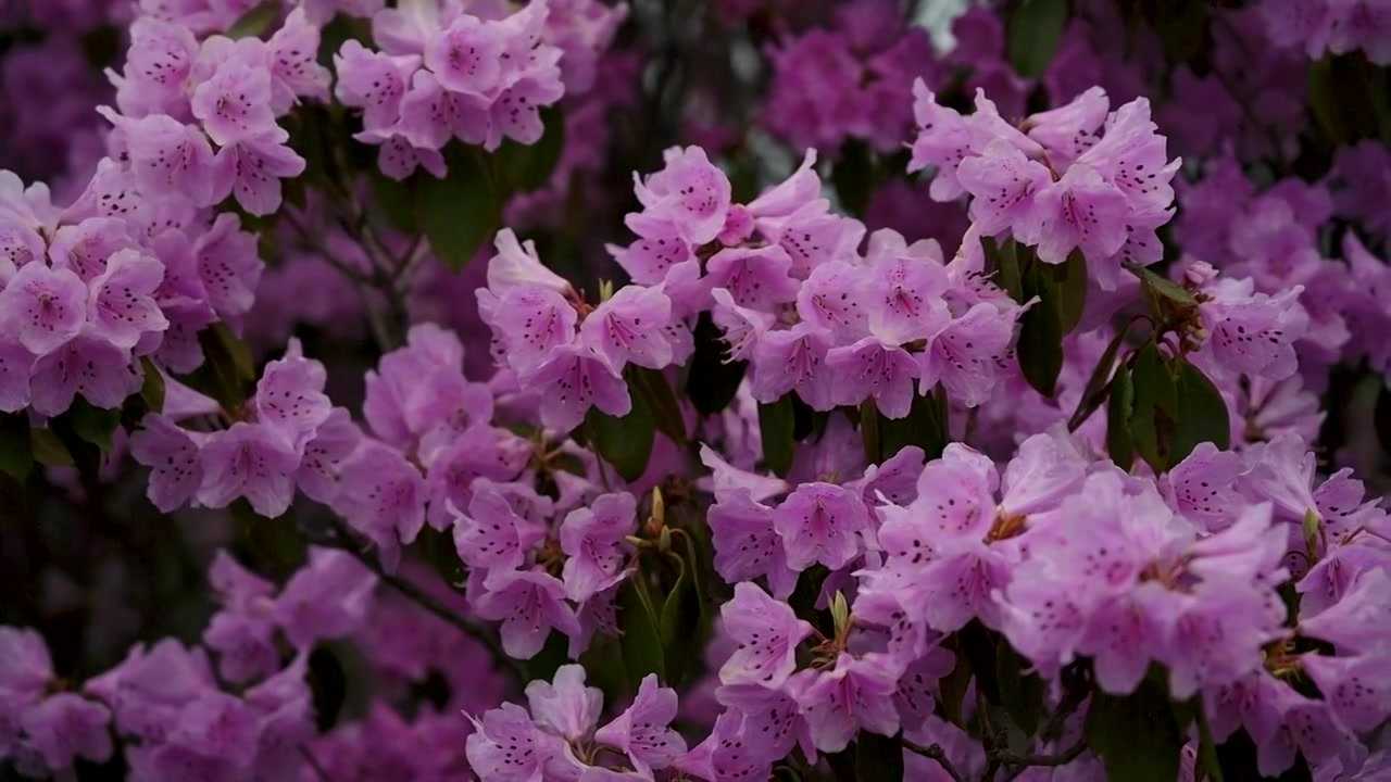 兰坪104杜鹃花花海草甸风光视频素材