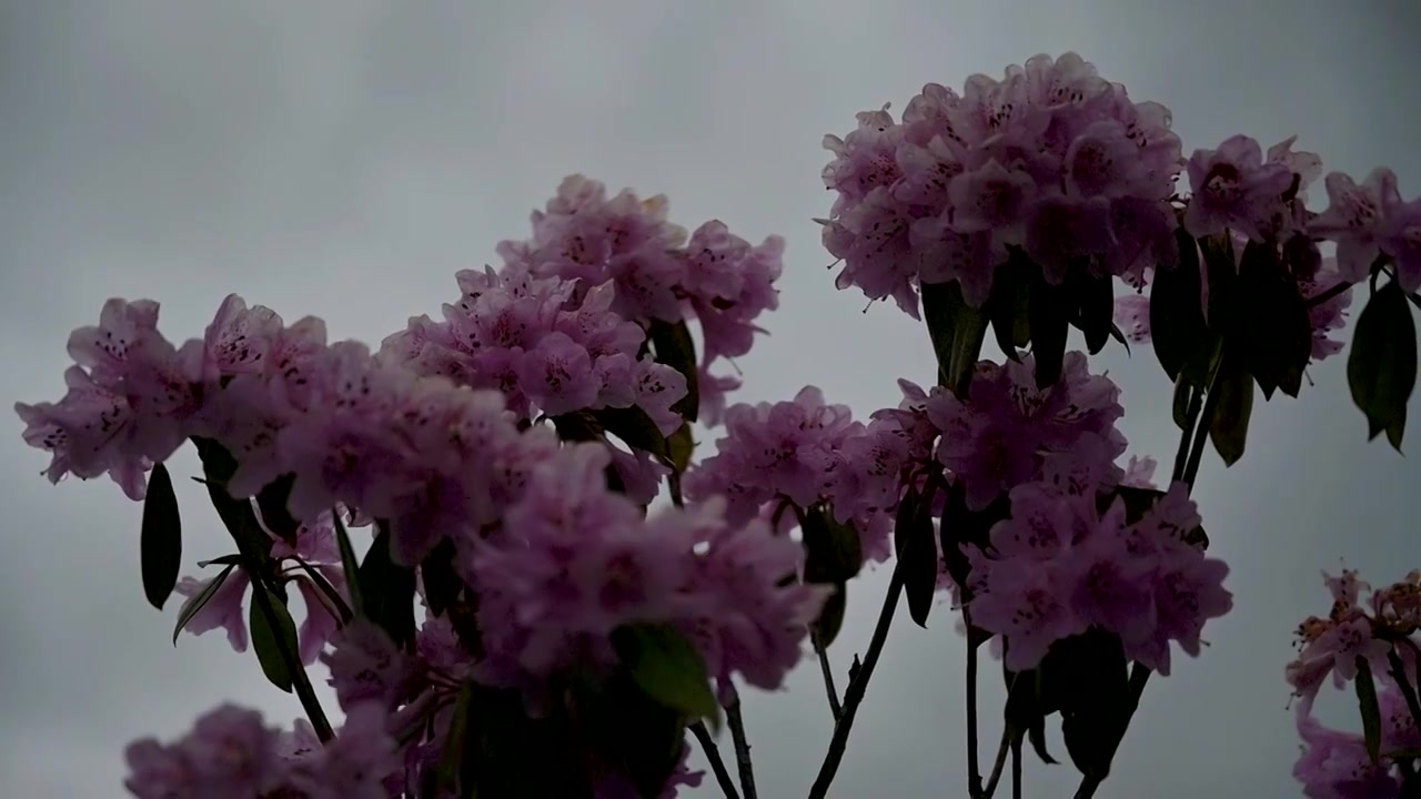 兰坪104杜鹃花花海草甸风光视频素材