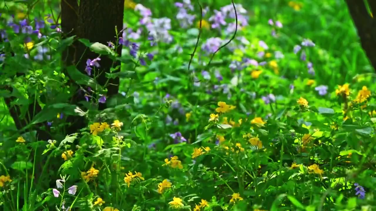 春天小溪边阳光树荫下盛开的一片黄色野花视频素材