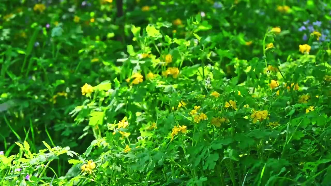 春天小溪边阳光树荫下盛开的一片黄色野花视频素材