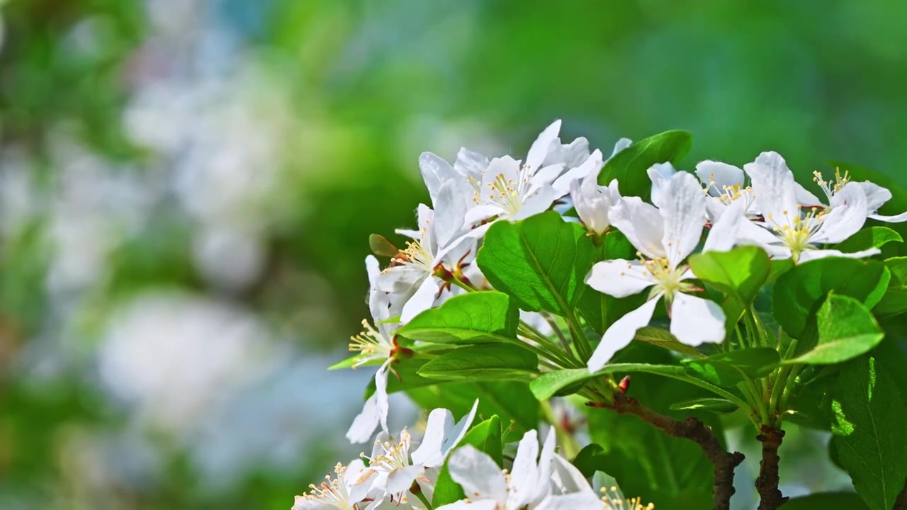 春天阳光下白色花朵上采蜜的蜜蜂视频素材