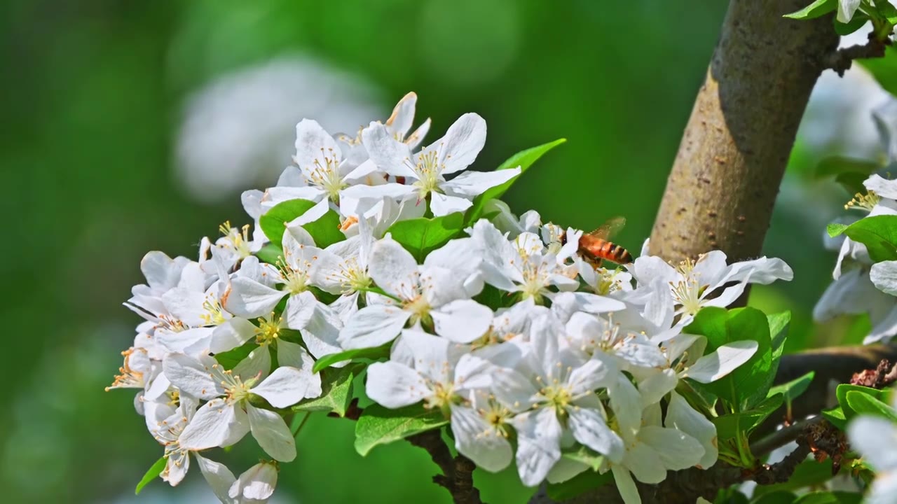 春天阳光下白色花朵上采蜜的蜜蜂视频素材