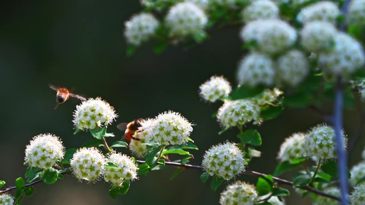 春天阳光下白色花朵上采蜜的蜜蜂视频素材