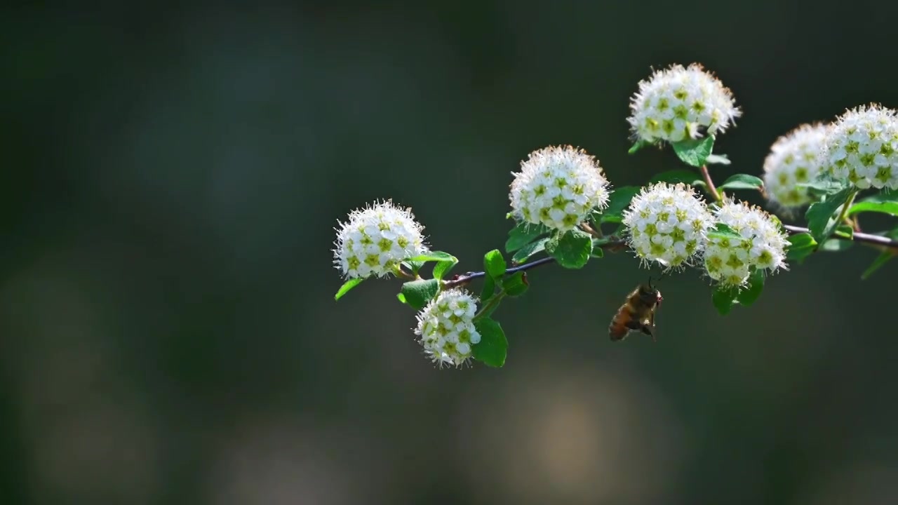 春天阳光下白色花朵上采蜜的蜜蜂视频素材