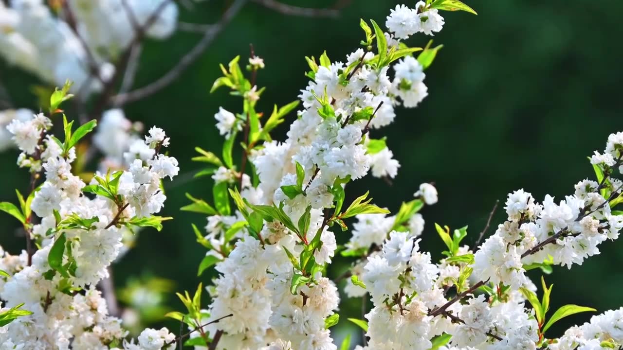 春天逆光生长的白色多瓣花树视频素材