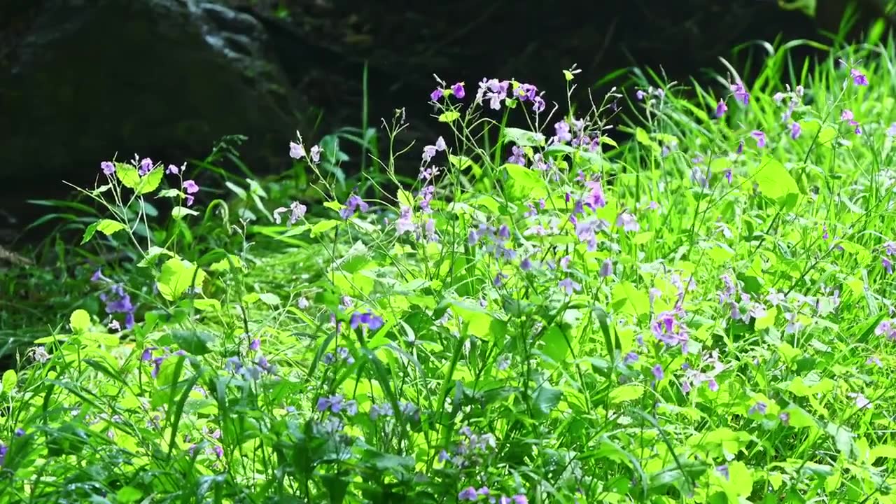 春天阳光下生长的一片紫色二月兰野花花丛视频素材