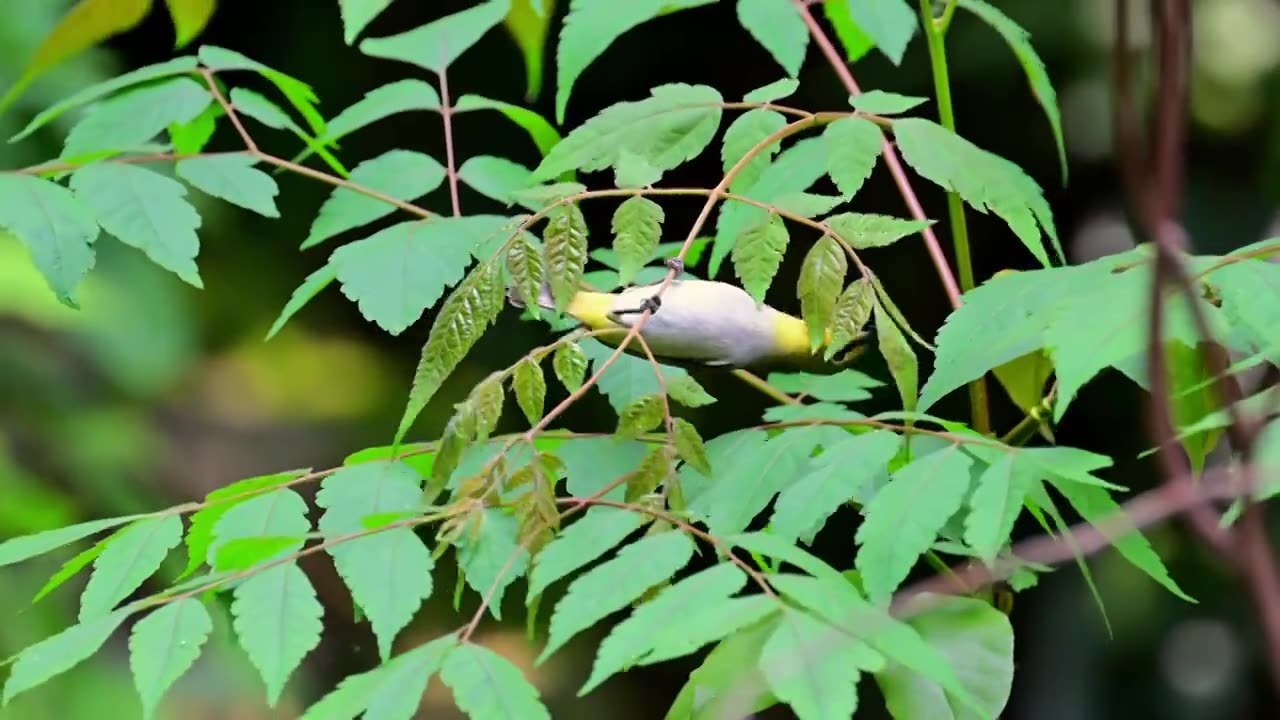 暗绿绣眼鸟视频素材